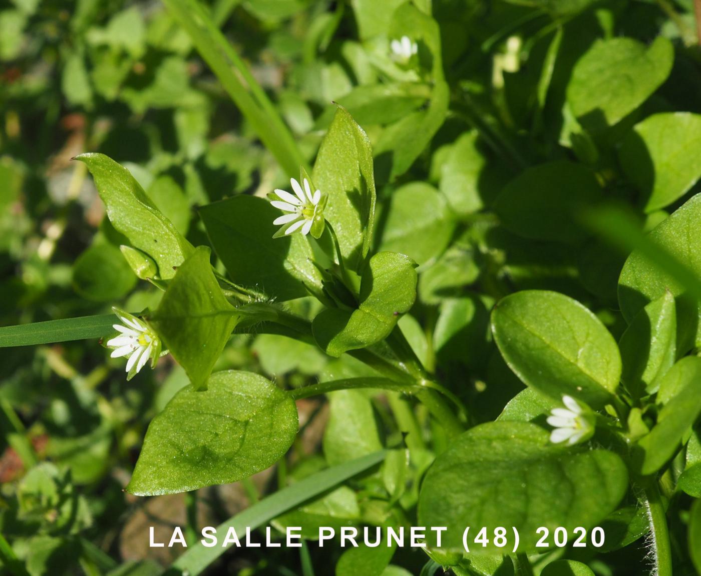 Chickweed plant